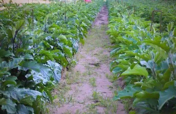 大棚香菜种植方法视频