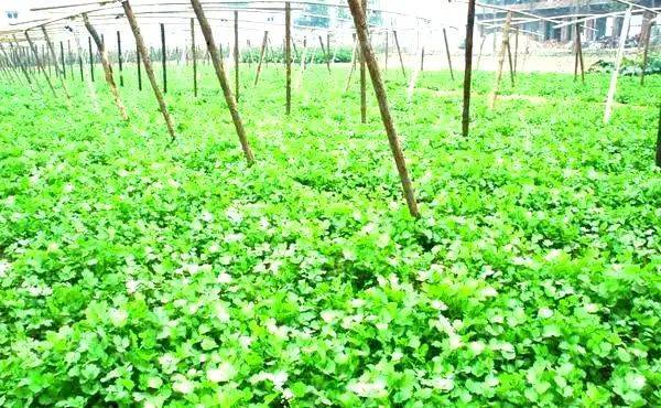大棚香菜种植方法视频