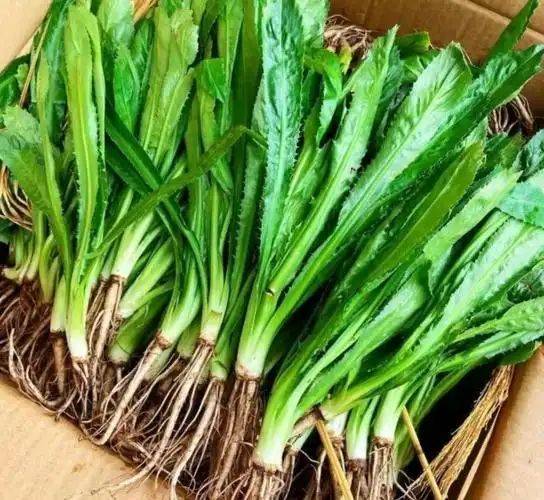 大棚香菜种植方法视频