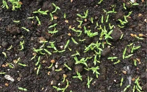 大棚香菜种植方法视频