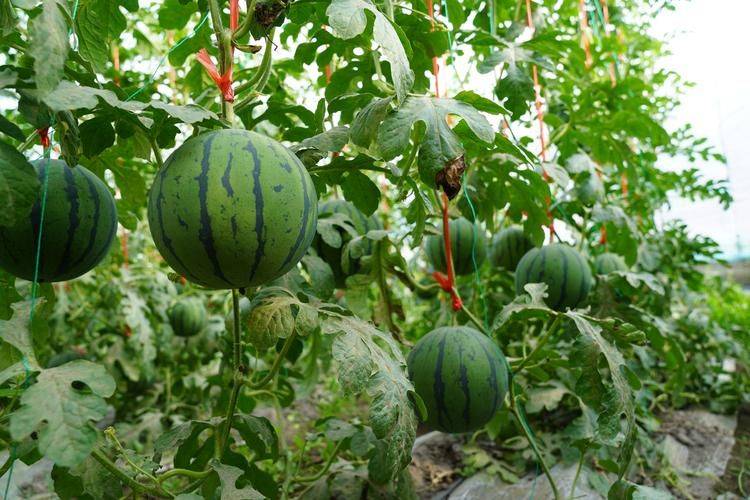 Watermelon planting techniques
