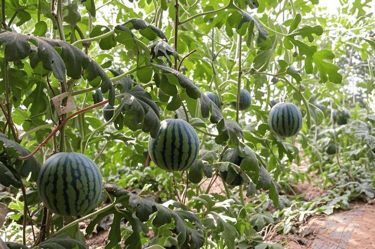 Watermelon planting techniques