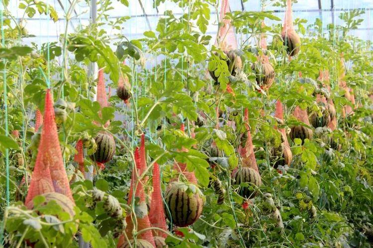 Watermelon planting techniques