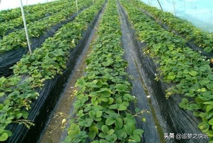 Strawberry planting techniques