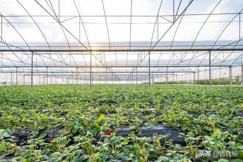 温室草莓绿色高效种植关键技术解析与落地实施全攻略