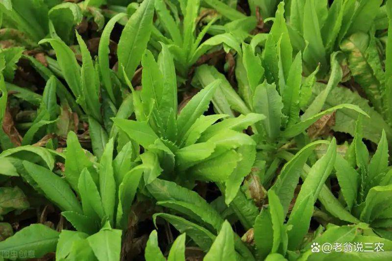 Plantation techniques