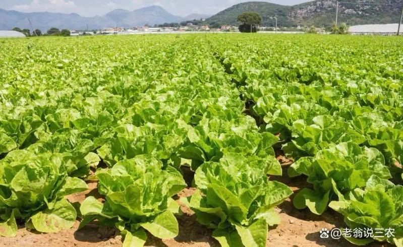 Plantation techniques