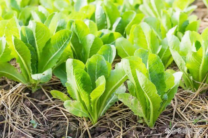 Plantation techniques