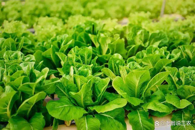 Plantation techniques