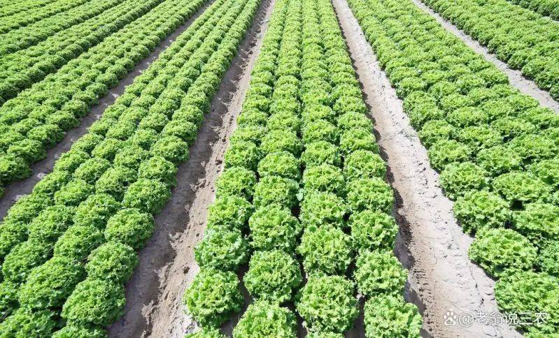 Plantation techniques