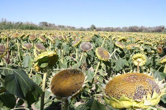 葵花种植技术视频