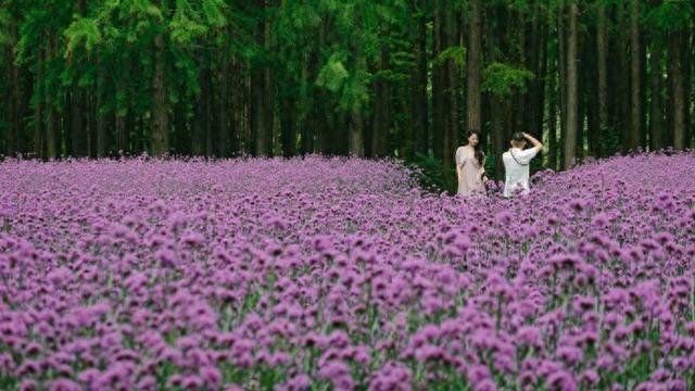 柳叶马鞭草种植技术
