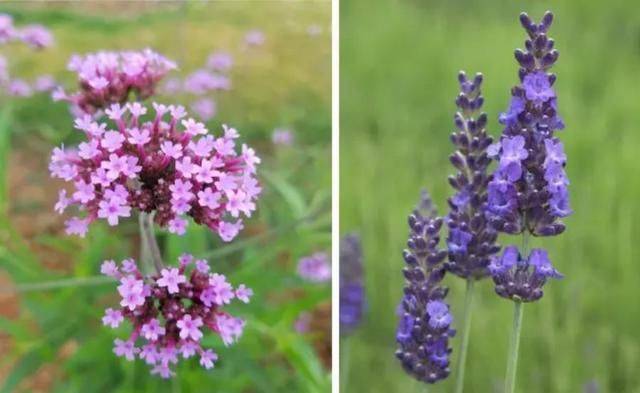 柳叶马鞭草种植技术
