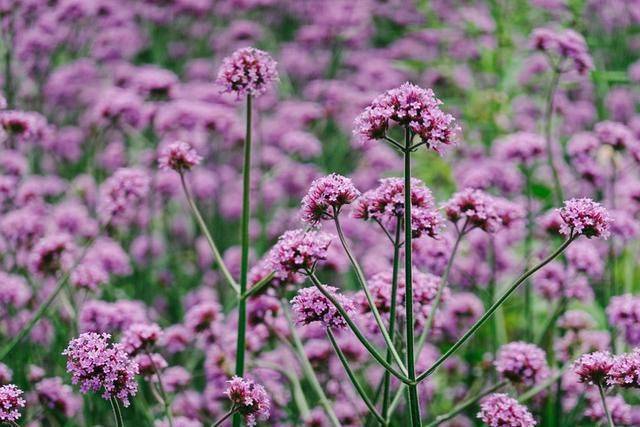 柳叶马鞭草种植技术