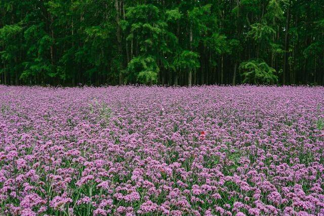 柳叶马鞭草种植技术