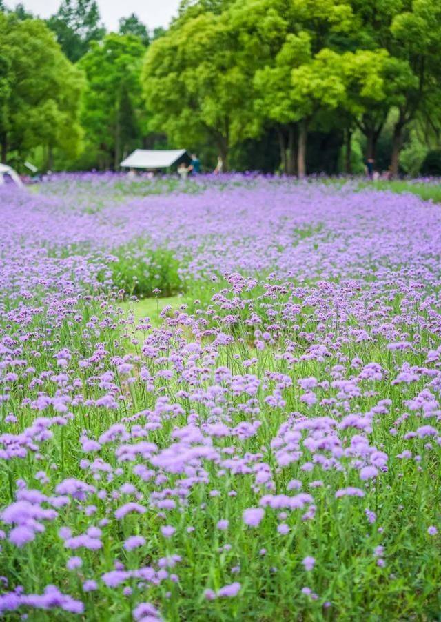 柳叶马鞭草种植技术