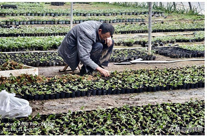 大棚草莓的种植技术