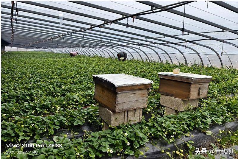 大棚草莓的种植技术