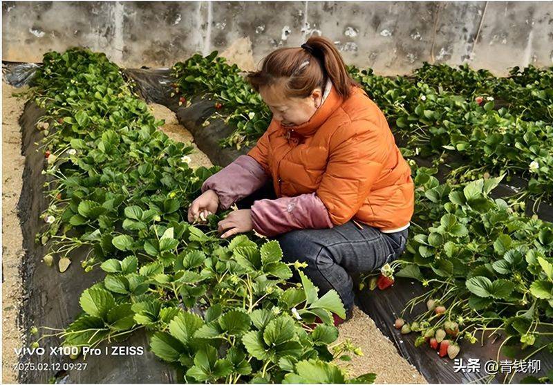 大棚草莓的种植技术