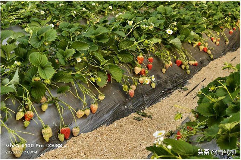 大棚草莓的种植技术