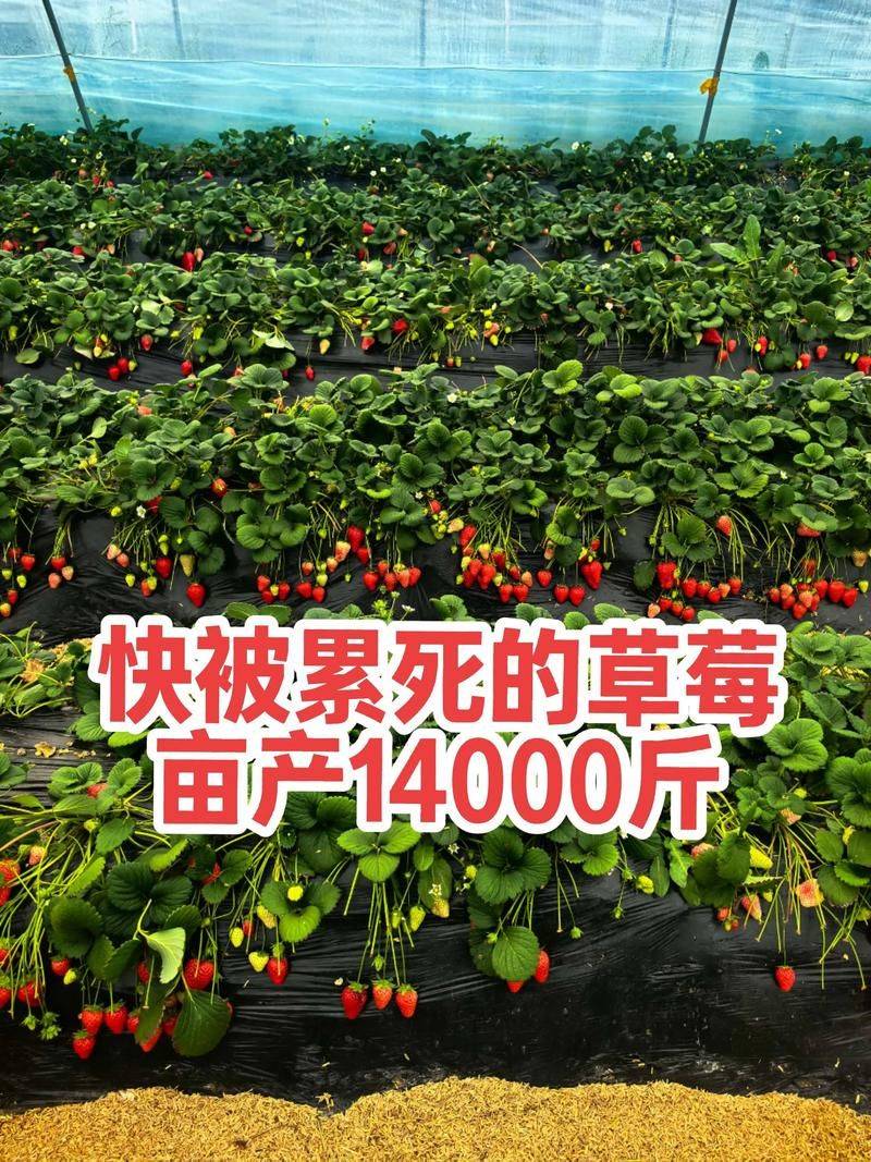 大棚草莓的种植技术