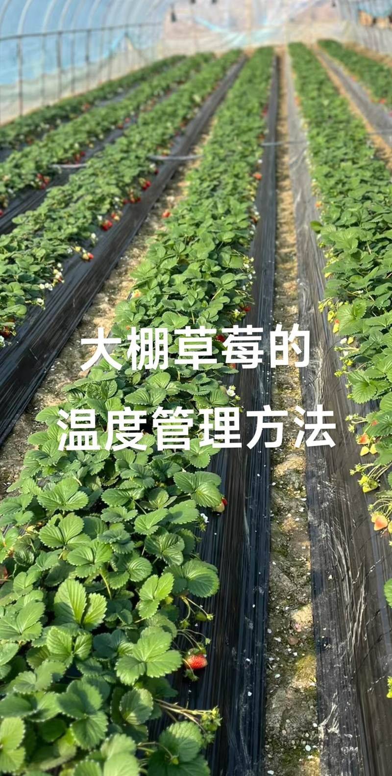 大棚草莓的种植技术