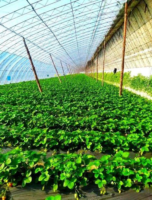 大棚草莓的种植技术