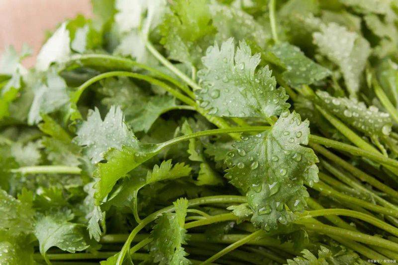 大棚香菜种植方法视频