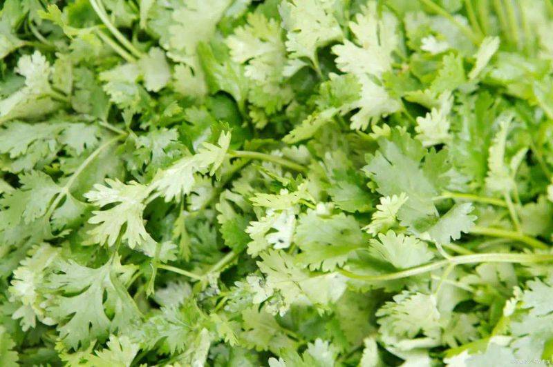 大棚香菜种植方法视频