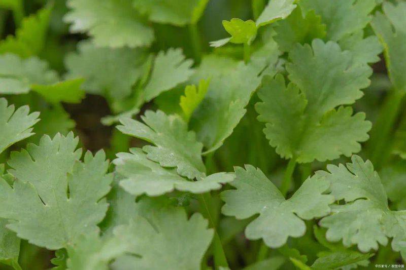 大棚香菜种植方法视频