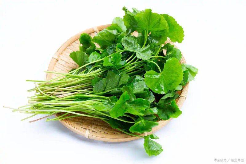 大棚香菜种植方法视频