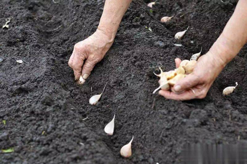 Video on garlic growing technology