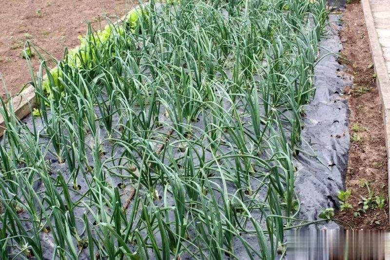 Video on garlic growing technology