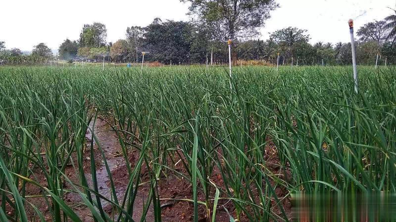 Video on garlic growing technology