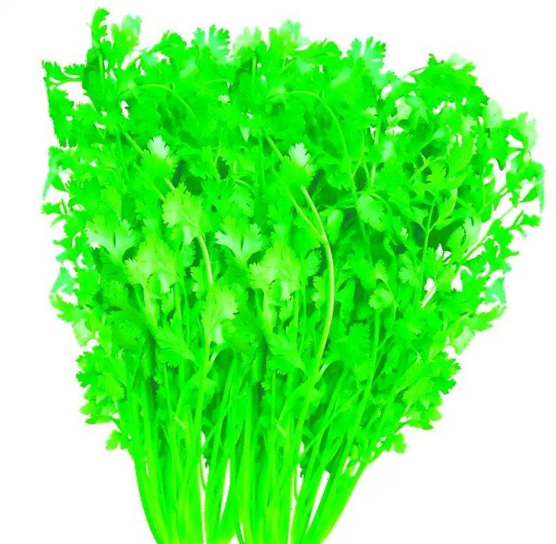 大棚香菜种植方法视频