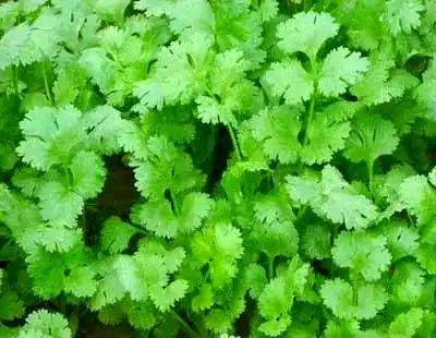 大棚香菜种植方法视频