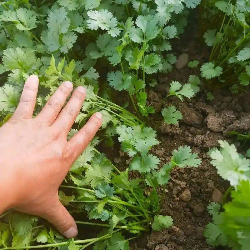 大棚香菜种植方法视频