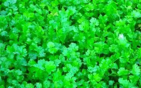 大棚香菜种植方法视频