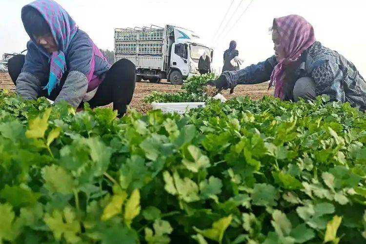 大棚香菜种植方法视频