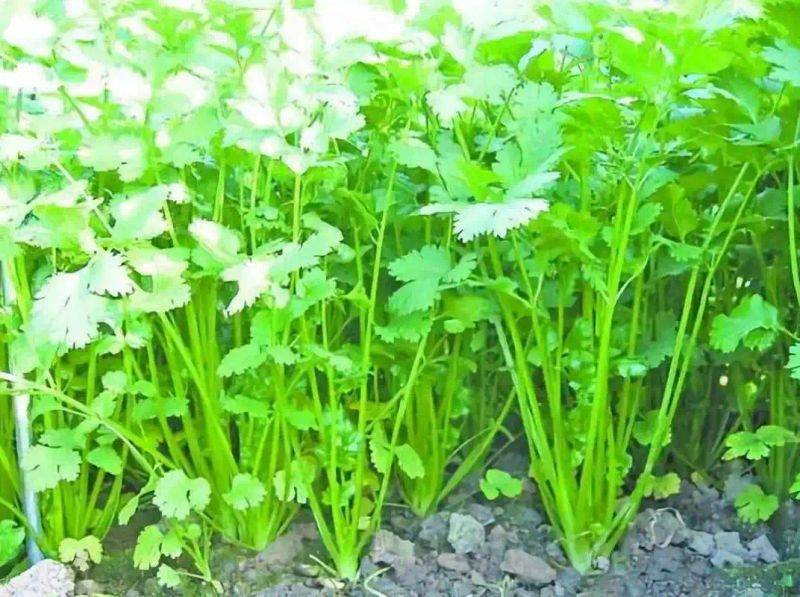 大棚香菜种植方法视频