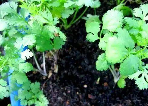 大棚香菜种植方法视频