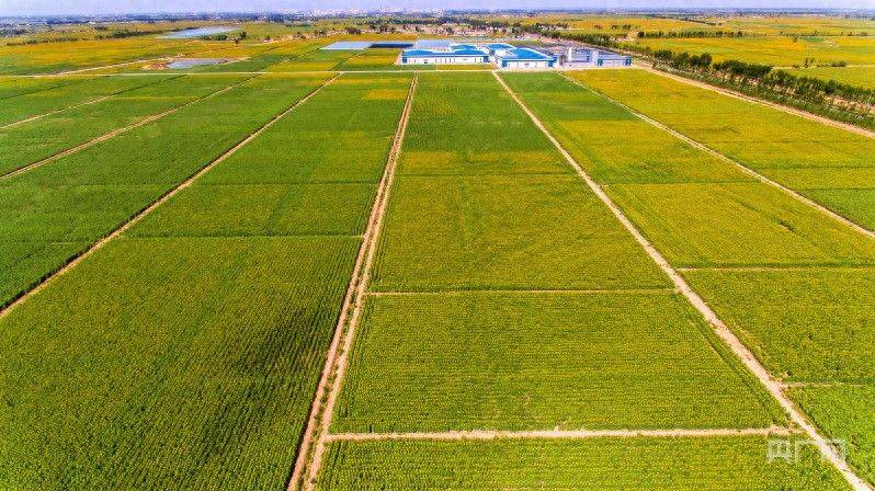 葵花种植技术视频