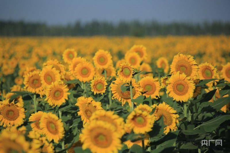 葵花种植技术视频