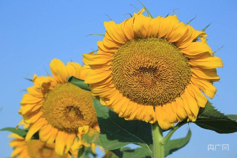 葵花种植技术视频