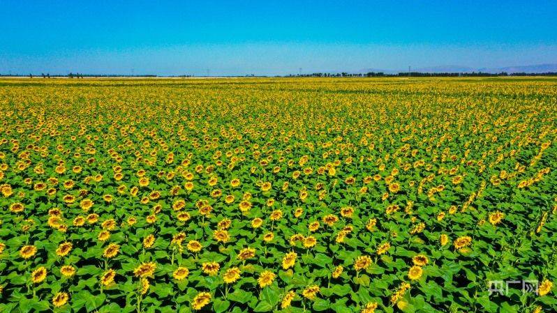 葵花种植技术视频