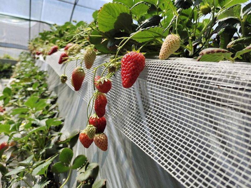 大棚草莓的种植技术