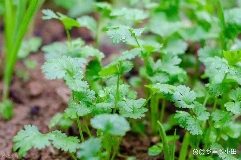 大棚香菜种植方法视频