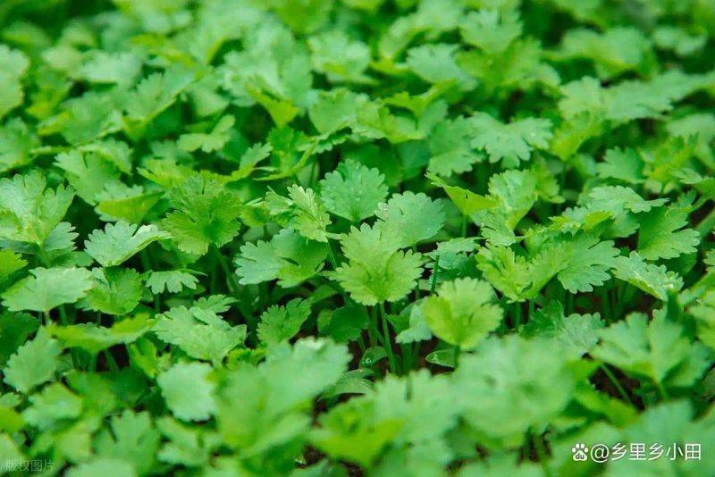 大棚香菜种植方法视频