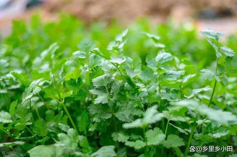 大棚香菜种植方法视频