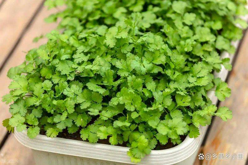 大棚香菜种植方法视频